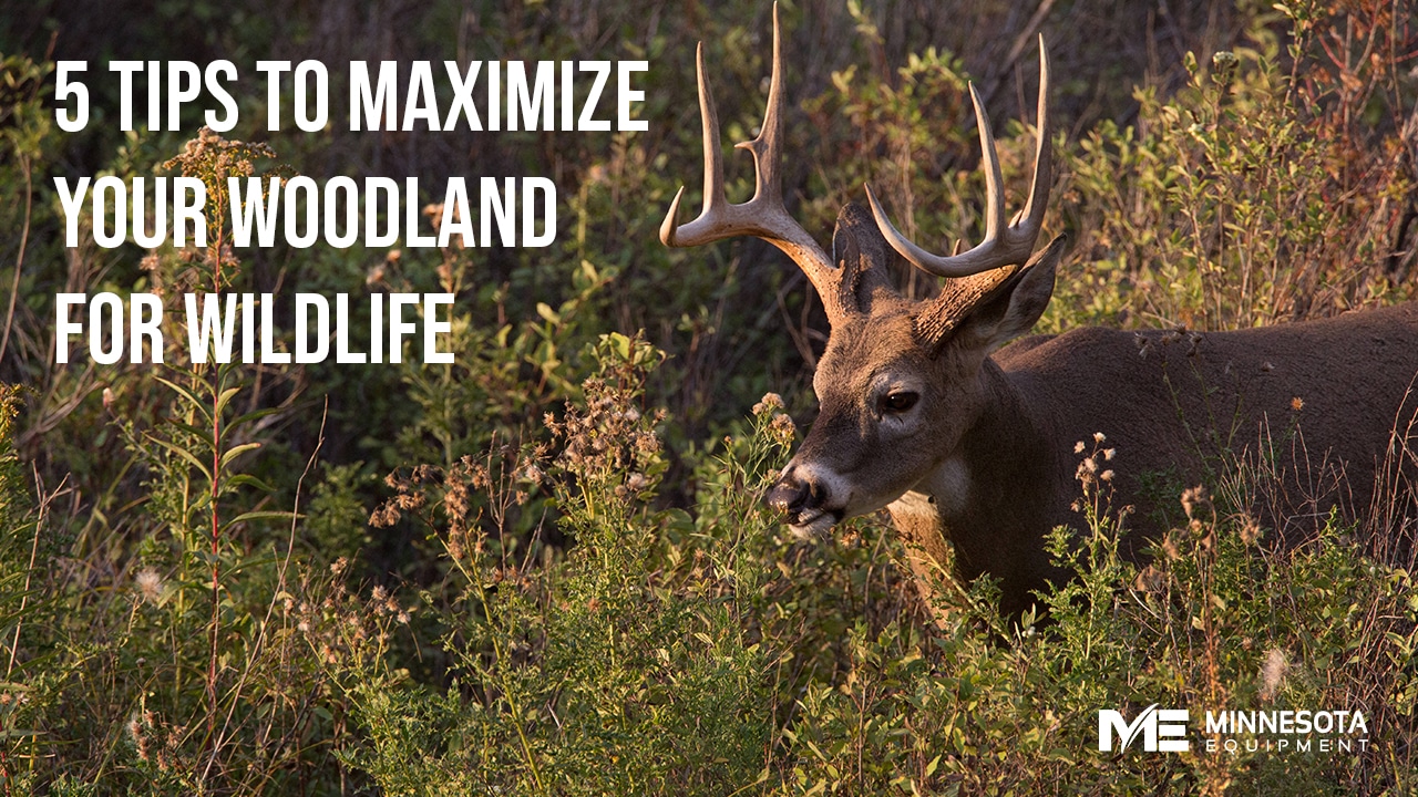 5 Tips To Maximize Your Woodland For Wildlife Thumbnail image