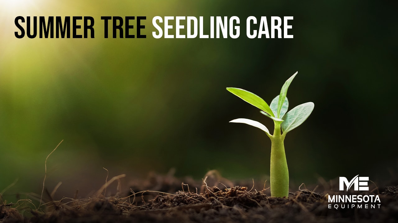 Summer Tree Seedling Care Thumbnail image