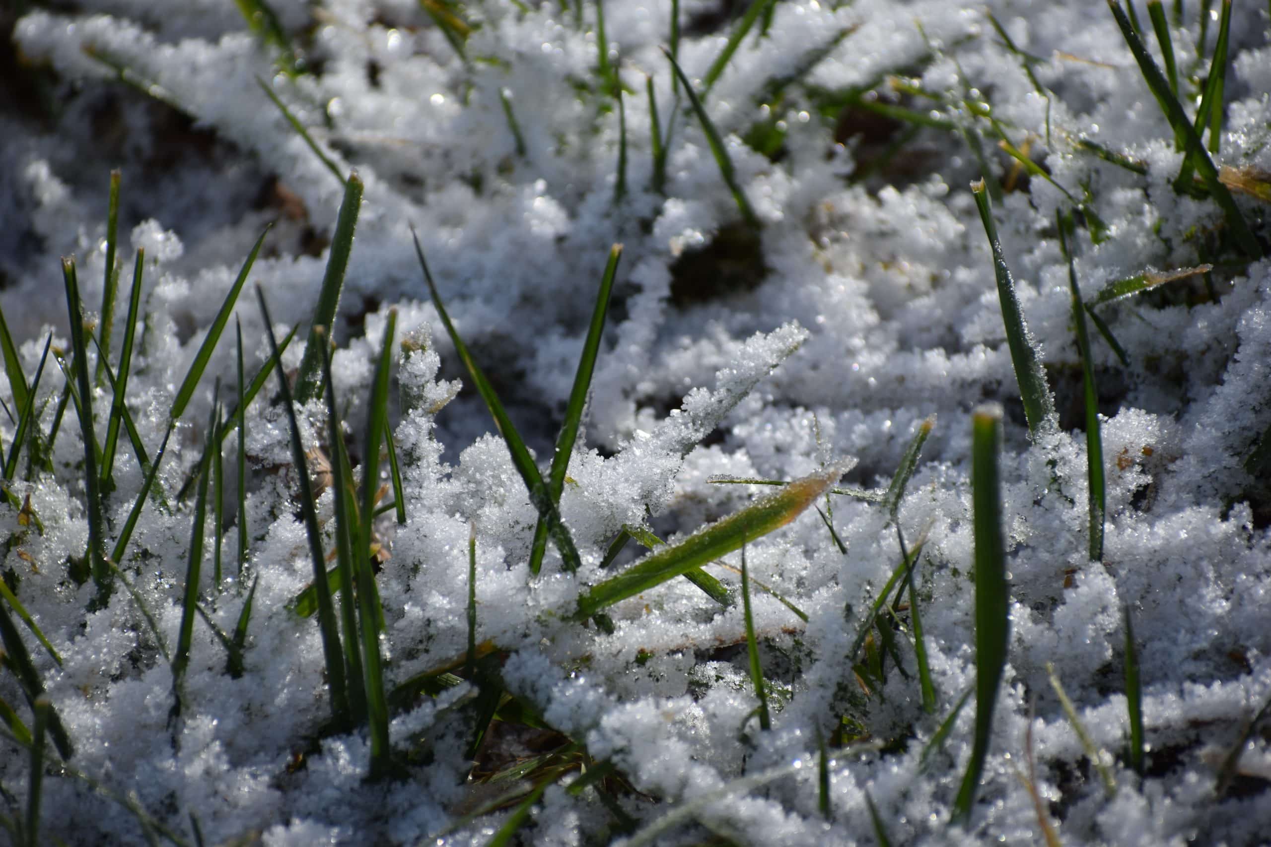 Grass blades pushing up through the snow.