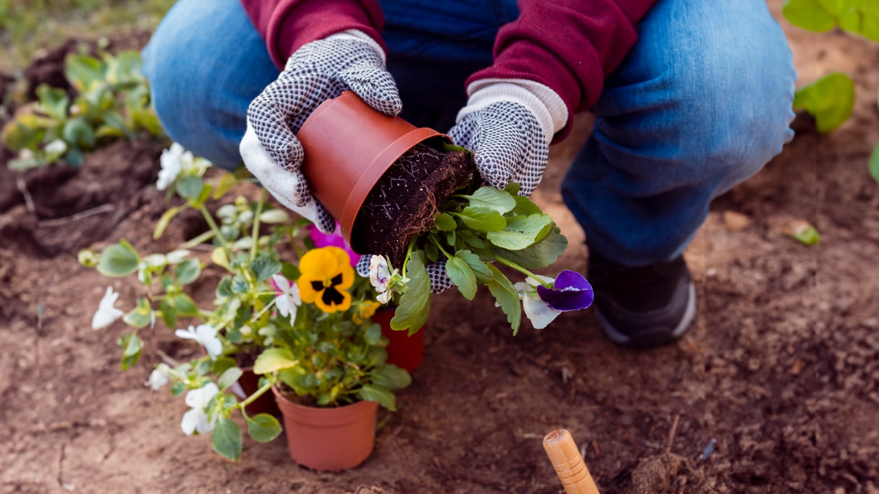 Best Plants for a Colorful Minnesota Summer Thumbnail image