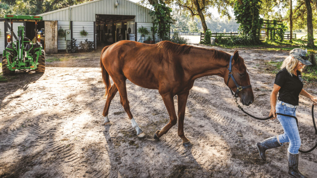 Must-Have Equipment for Every Equestrian thumbnail photo